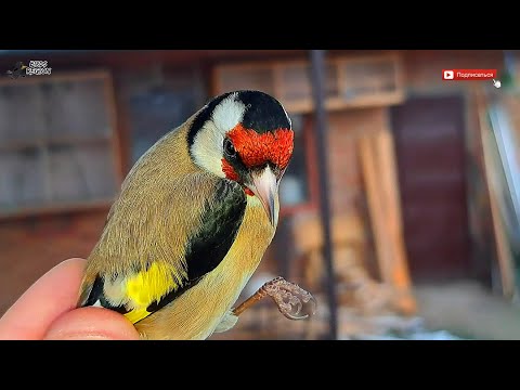 Видео: Хорошие ЩЕГЛЫ, видео с разных локаций. #щегол #птицы