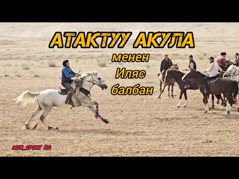 Видео: Атактуу Акула менен Иляс балбан 🇰🇬🐎🤲
