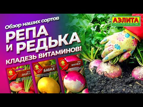 Видео: РЕПА, РЕДЬКА и ДАЙКОН - профилактика ОРЗ и ОРВИ! Витаминные культуры, которые НЕ боятся заморозков.