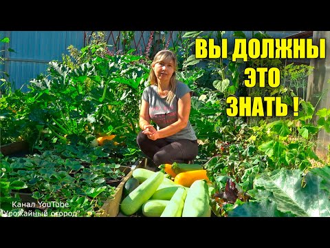 Видео: ТОЛЬКО ТАК КАБАЧКИ БУДУТ ХРАНИТЬСЯ СВЕЖИМИ ДО ВЕСНЫ!