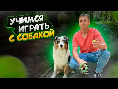 Видео: Как научить собаку играть в мячик и канатик.