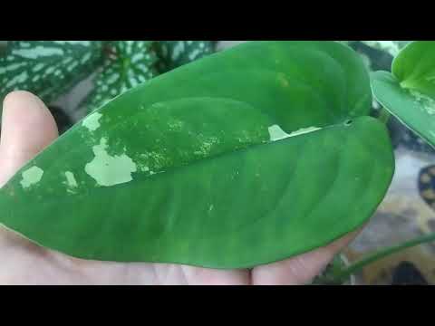 Видео: Цветочные новинки. Много красоты.