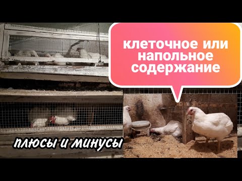 Видео: Клеточное и Напольное СОДЕРЖАНИЕ Бройлеров и Несушек. Плюсы и Минусы