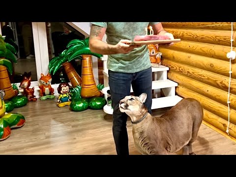 Видео: 10 ЛЕТ!!! Happy birthday PUMA MESSI!! Первый круглый юбилей кота!