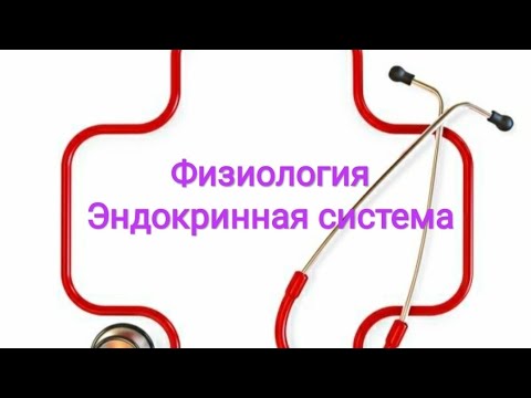 Видео: Физиология гипоталамуса и гипофиза. Либирины. Тропные гормоны. Гормон роста и лактотропин.