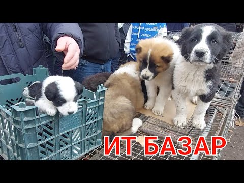 Видео: Шымкент ит базары 08.01.23ж.