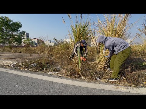 Видео: Ручная очистка заросшей травы на тротуарах для восстановления чистоты дорожек