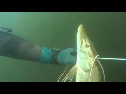 Видео: Подводная охота на Волге. Стреляю такие виды рыб как "Сом, Налим, Судак, Щука."