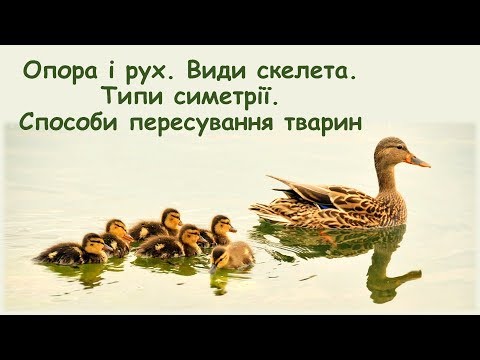 Видео: Опора і рух. Види скелета. Типи симетрії. Способи пересування тварин.