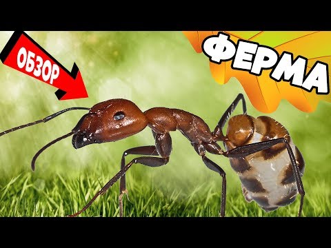 Видео: Распаковка и обзор Муравьиной фермы Antplanet Мини(плюс)