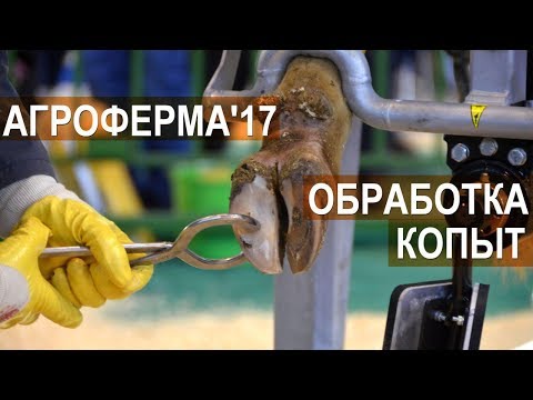 Видео: Станок для обработки копыт. Выставка АгроФерма-2017