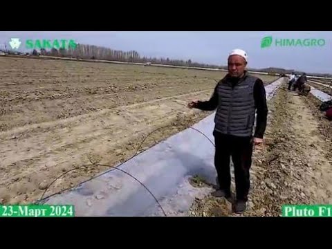 Видео: Oшқовоқ экиш технологияси (Squash Sakata)