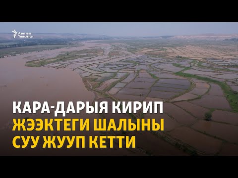 Видео: Кара-Дарыя кирип жээктеги шалыны суу жууп кетти