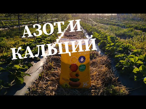 Видео: КЛУБНИКА разгоняем кусты 🍓