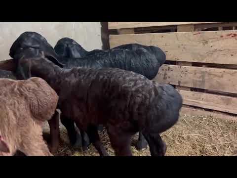 Видео: Байсары қозылар 2024 жылдың төлі#gissar #арашан #гиссар #arashan #animal #goat #овцеводство #дорпер