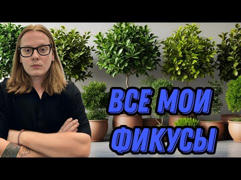 Видео: БОНСАЙ ИЗ ФИКУСА ИЛИ КАК РАЗВЛЕЧЬСЯ ЦВЕТОВОДУ