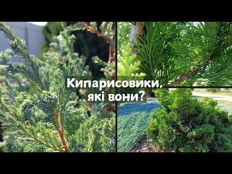 Видео: Незвичайні КИПАРИСОВИКИ, Їх ОСНОВНІ характеристики. Що Полюбляють, ЯК виростити цих красенів!