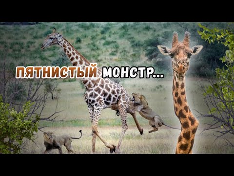 Видео: ЖИРАФ В ДЕЛЕ - Гигант с сокрушительным ударом головой и мощнейшими ногами!