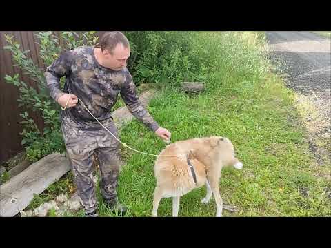 Видео: щенки западно сибирской лайки
