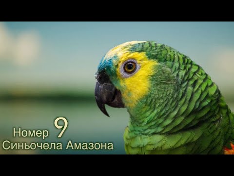 Видео: **ТОП 9 Говорещи ПАПАГАЛИ!** Най-добре говорещите папагали в света!