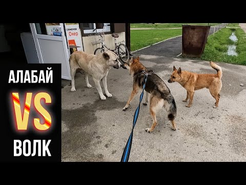 Видео: ВОЛК ХОЧЕТ СЪЕСТЬ ВСЕХ СОБАК !! Реакция алабая на волка. Встреча Волкособа с коровой. Волк VS Алабай