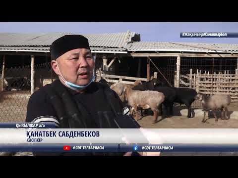 Видео: 12 01 2021 ҚОЙ ШАРУАШЫЛЫҒЫН ДАМЫТУДАН ЖЕҢІМПАЗ