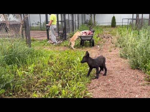 Видео: Настоящие волки бегают по парку‼️