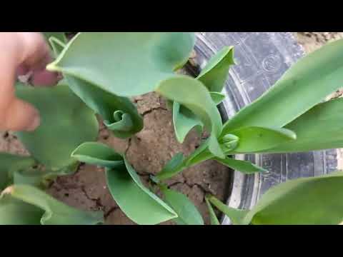 Видео: 20 МАРТ ГУЛЛАРИМНИ ХОВЛИГА ОЛИБ ЧИКДИМ🌺🌺🌹🌹🪷🪷🌺🌺🪻🪻🌷🌷🌼🌼🌻🌻