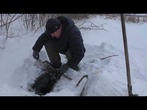 Видео: Провалился под лед в мороз!!! Ставлю и проверяю капканы на бобра  Поймал крупного.