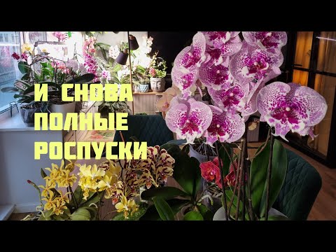 Видео: Продолжаем марафон полных роспусков моих орхидей. Зима 2025