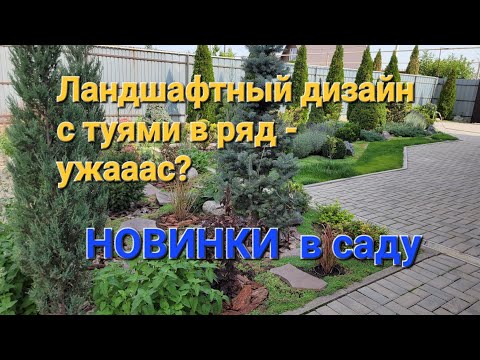 Видео: Ландшафтный дизайн с туями в ряд - УЖААС?🤔 НОВИНКИ в саду