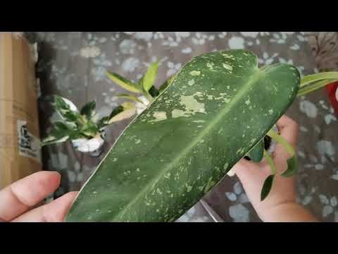 Видео: Распаковка. Мои новые филодендроны.