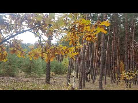 Видео: Под сенью лесов...20.10.2025 г 