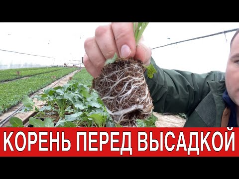 Видео: Рассада в торфе и в почве - что лучше?