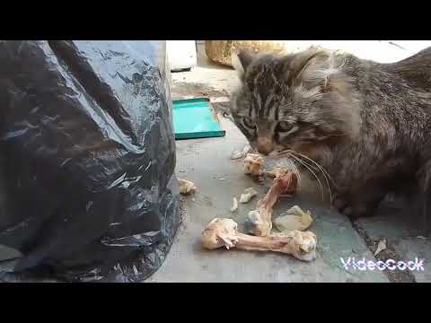 Видео: 🐤Пасхальные дни 🐥часть 2🐥