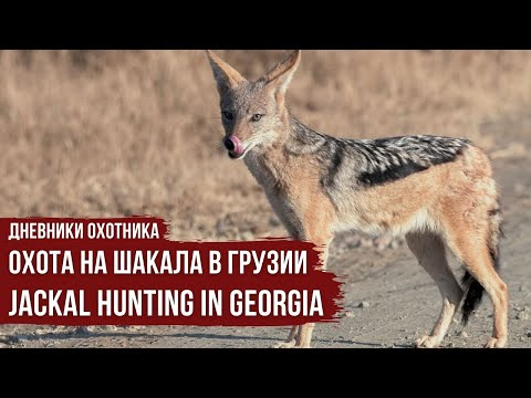 Видео: Охота на шакала в Грузии \ Дневники охотника