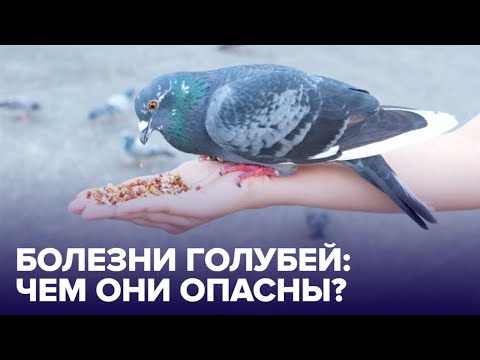 Видео: Болезни ГОРОДСКИХ ГОЛУБЕЙ: чем они опасны для человека?