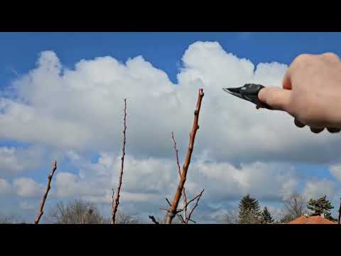 Видео: Лоша Добра Резитба.Примери.