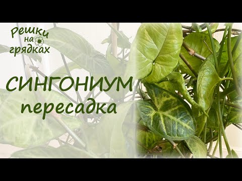 Видео: Сингониум пересадка в большой горшок!