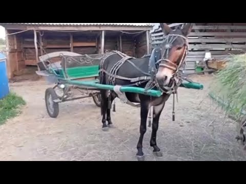 Видео: ЛОШАДИ🐎СОДЕРЖАНИЕ МУЛОВ И УХОД ЗА УПРЯЖЬЮ🐎 ПРИВЕТ ИЗ КУБАНИ🐴