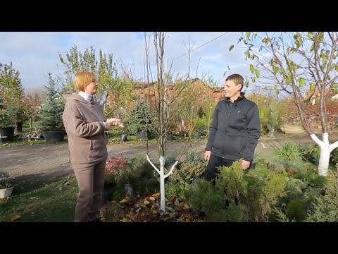 Видео: Головні правила та міфи обрізки плодових дерев