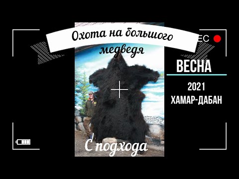 Видео: Охота на большого медведя с подхода. Охота в Сибири, Хамар-Дабан