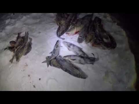 Видео: ЛОВЛЯ НАЛИМА ВЕСНОЙ ПО ЛЬДУ /FISHING FOR BURBOT IN THE SPRING ON ICE
