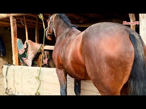 Видео: Айгырдан келип турат семиз +996-555-084-542. 6 ноября 2025 г.