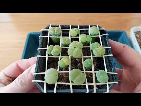 Видео: Лучший метод пересадки литопсов. Проверенная и надежная технология.