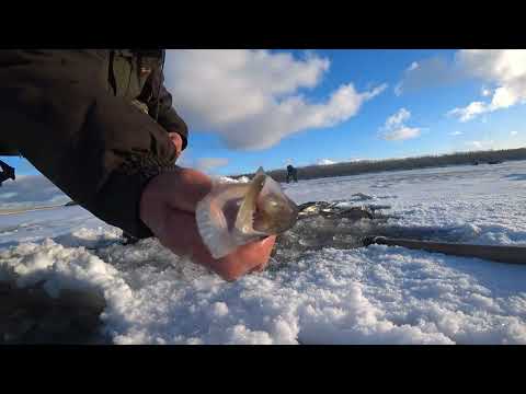 Видео: Перволедок   Корюшка