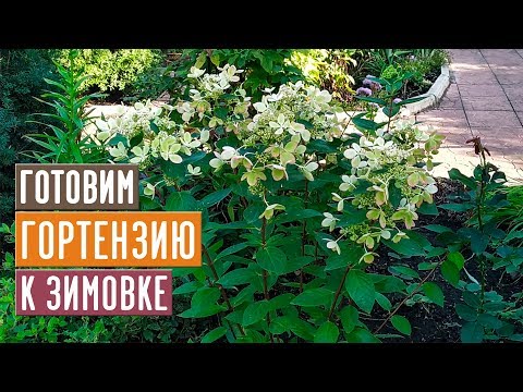 Видео: ОБЯЗАТЕЛЬНО СДЕЛАЙТЕ ЭТО С МЕТЕЛЬЧАТОЙ ГОРТЕНЗИЕЙ ОСЕНЬЮ!!! / Садовый гид