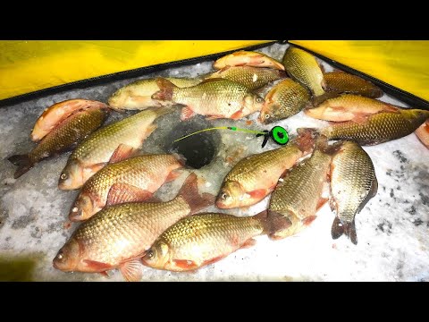 Видео: ОГРОМНЫЕ КАРАСИ МОНСТРЫ😲!! ОНИ КАК ЛОПАТЫ!! ЗИМНЯЯ РЫБАЛКА НА КАРАСЯ