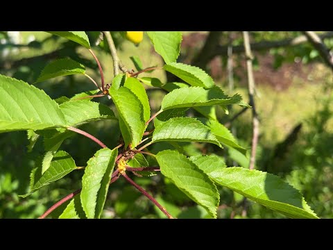 Видео: Наша плантация в июне Часть 3