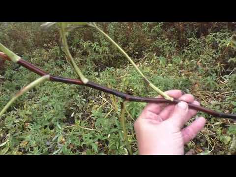 Видео: Сабельник болотный как Выглядит Лист Сабельника Корневище и Корни Сабельника и Сухой цвет Сабельника